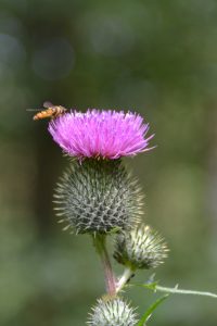 Behandlung mit Phytotherapie und Homöopathie